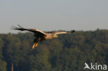 Zeearend (Haliaeetus albicilla)