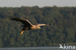 Zeearend (Haliaeetus albicilla)