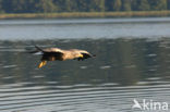 Zeearend (Haliaeetus albicilla)