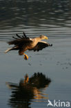 Zeearend (Haliaeetus albicilla)