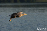 Zeearend (Haliaeetus albicilla)