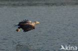 Zeearend (Haliaeetus albicilla)