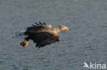 Zeearend (Haliaeetus albicilla)