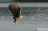 Zeearend (Haliaeetus albicilla)