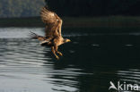 Zeearend (Haliaeetus albicilla)