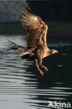 Zeearend (Haliaeetus albicilla)