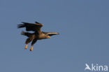 Zeearend (Haliaeetus albicilla)