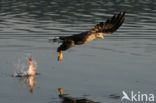 Zeearend (Haliaeetus albicilla)