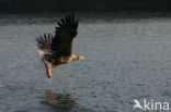 Zeearend (Haliaeetus albicilla)