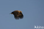 Zeearend (Haliaeetus albicilla)