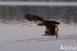 Zeearend (Haliaeetus albicilla)