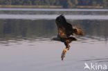 Zeearend (Haliaeetus albicilla)