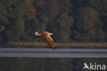 Zeearend (Haliaeetus albicilla)