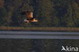 Zeearend (Haliaeetus albicilla)