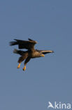 Zeearend (Haliaeetus albicilla)