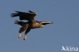 Zeearend (Haliaeetus albicilla)