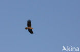 Zeearend (Haliaeetus albicilla)