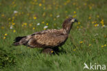 Zeearend (Haliaeetus albicilla)