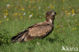 Zeearend (Haliaeetus albicilla)