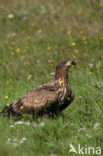 Zeearend (Haliaeetus albicilla)