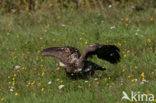 Zeearend (Haliaeetus albicilla)