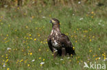 Zeearend (Haliaeetus albicilla)