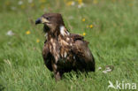 Zeearend (Haliaeetus albicilla)