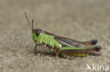 Zompsprinkhaan (Chorthippus montanus) 