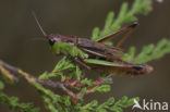 Zompsprinkhaan (Chorthippus montanus) 