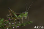 Zompsprinkhaan (Chorthippus montanus) 