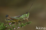 Zompsprinkhaan (Chorthippus montanus) 