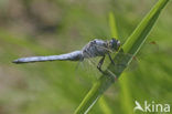 Zuidelijke oeverlibel (Orthetrum brunneum) 