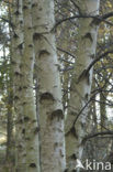 Berk (Betula)