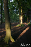 Beuk (Fagus sylvatica)