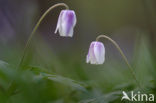 Bosanemoon (Anemone nemorosa)