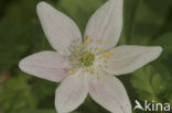 Bosanemoon (Anemone nemorosa)