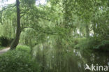 Dommel