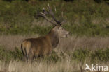 Edelhert (Cervus elaphus)