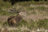 Edelhert (Cervus elaphus)