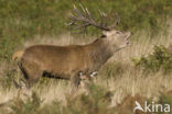 Edelhert (Cervus elaphus)