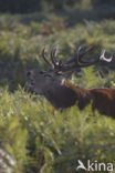 Edelhert (Cervus elaphus)