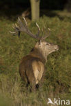 Edelhert (Cervus elaphus)