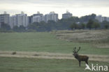 Edelhert (Cervus elaphus)