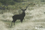 Edelhert (Cervus elaphus)