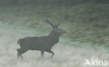 Edelhert (Cervus elaphus)