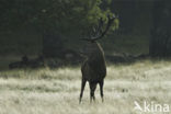 Edelhert (Cervus elaphus)