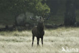 Edelhert (Cervus elaphus)