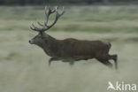 Edelhert (Cervus elaphus)