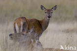 Edelhert (Cervus elaphus)