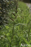 Europese hanenpoot (Echinochloa crus-galli)